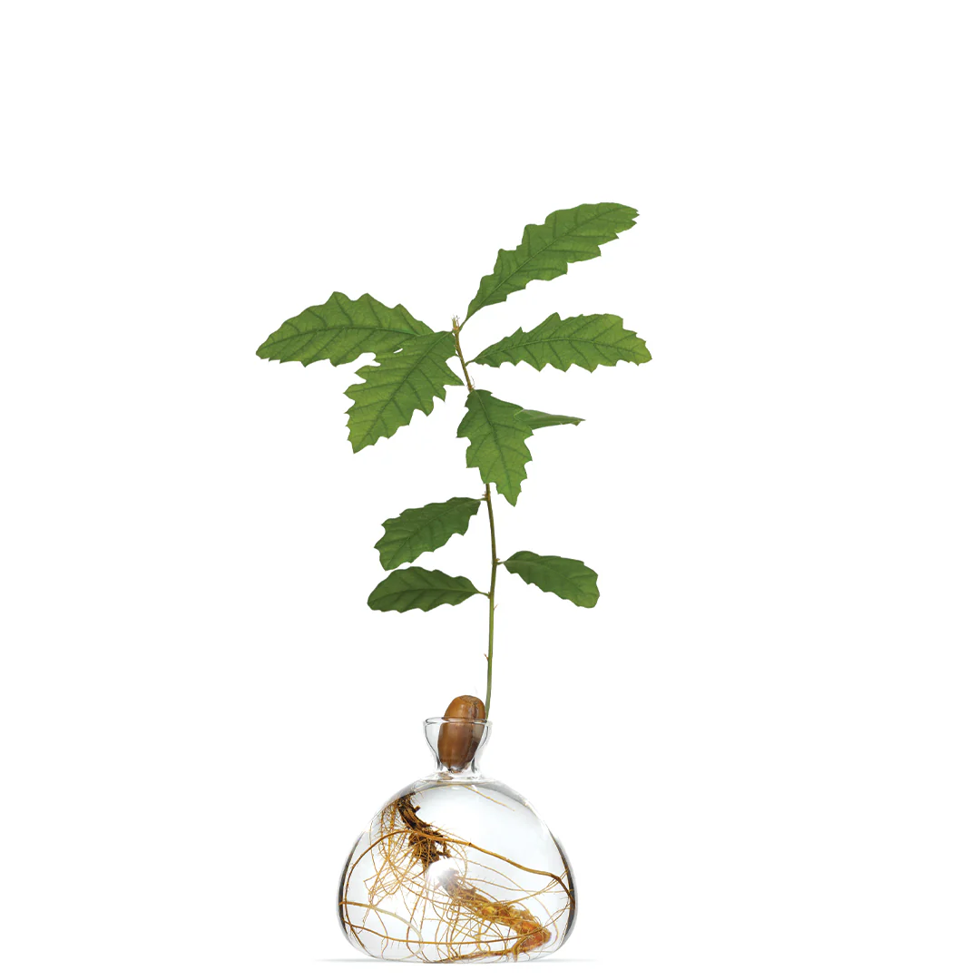 Acorn Vase Clear - Image 3