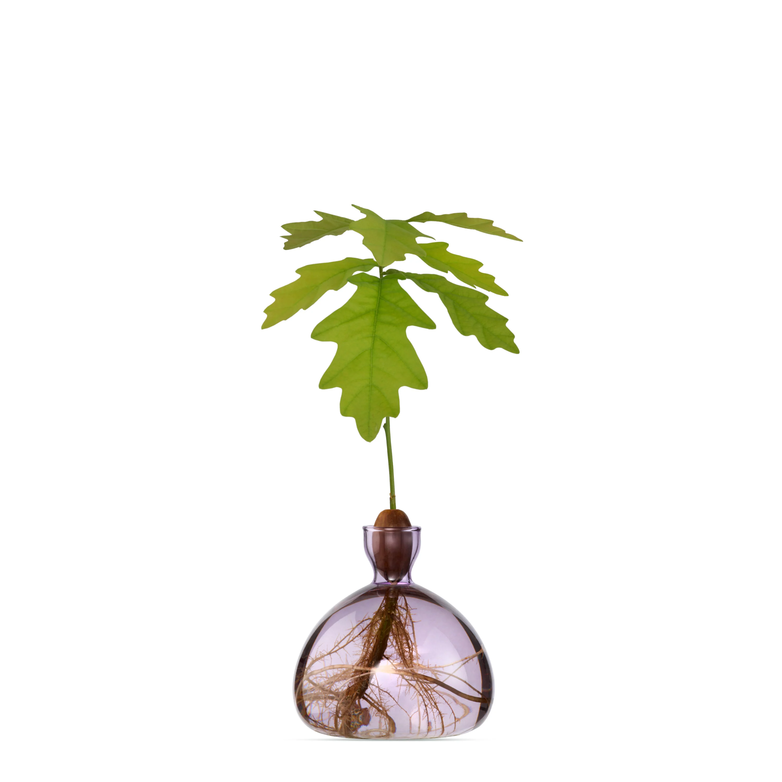 Coloured Acorn Vases