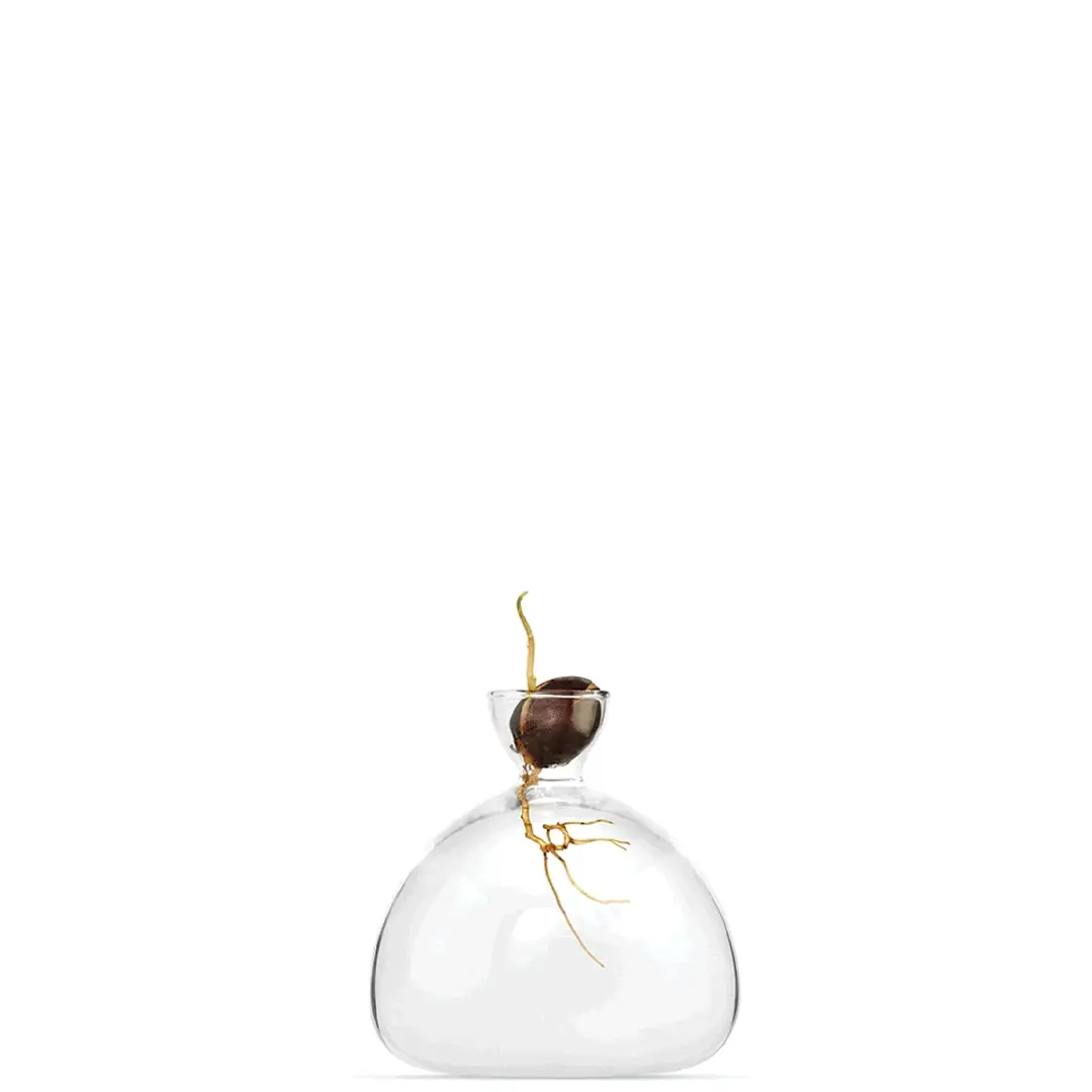 Avocado Vase Clear - Image 3