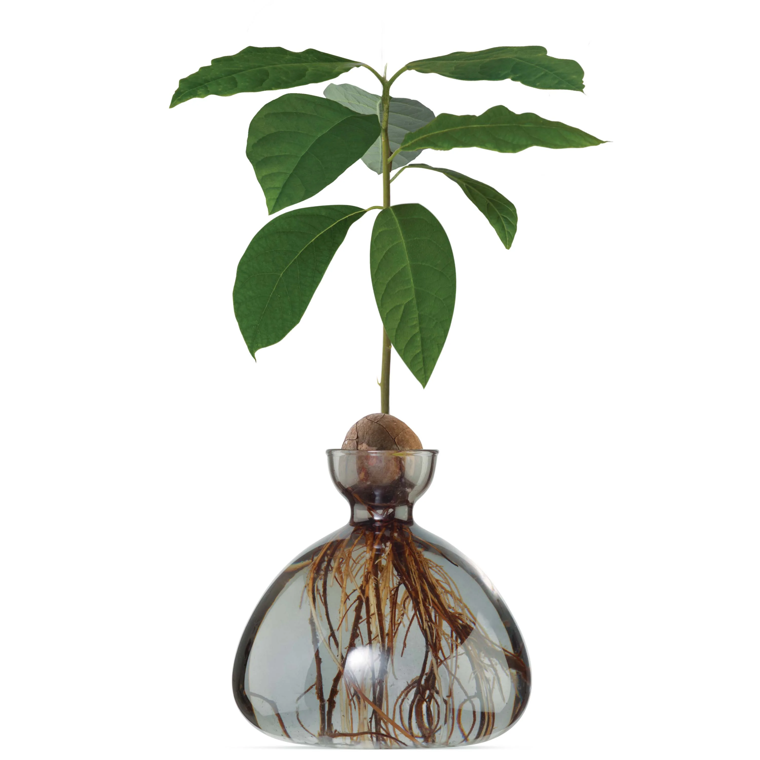 vases